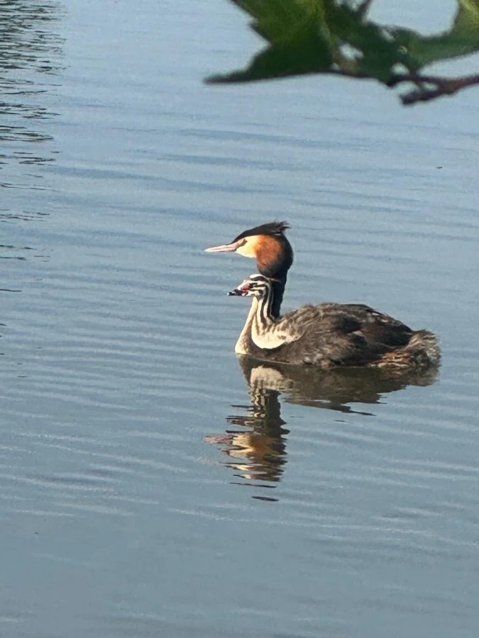 Vogeltelling Leeuwenbergh 11 mei 2024