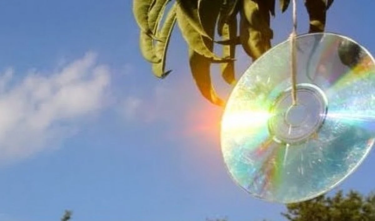 CD’s in the tree’s 'AFGESCHERMD'